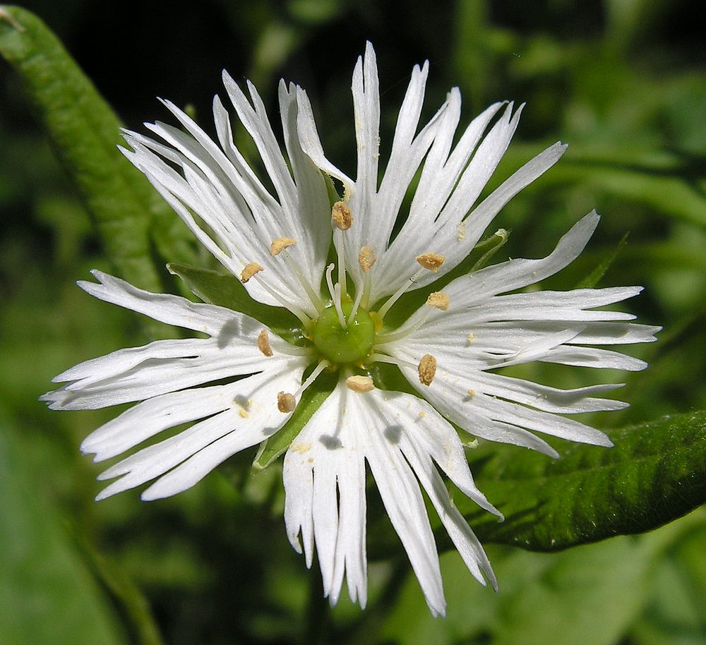 Image of Fimbripetalum radians specimen.