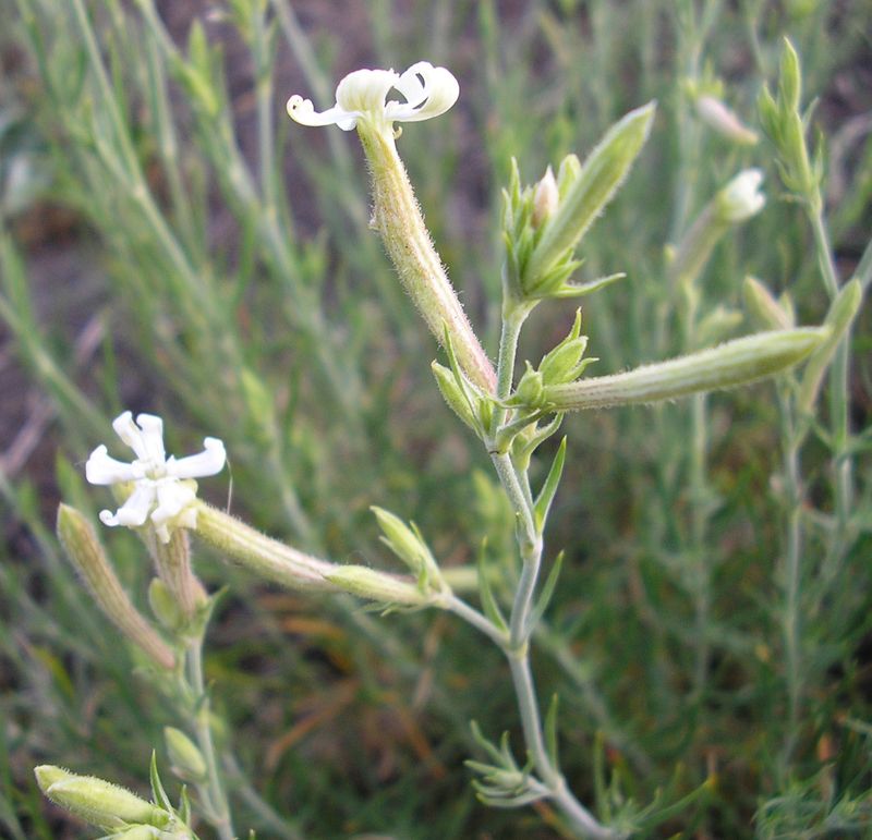 Image of Silene supina specimen.