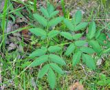 Angelica sylvestris. Лист. Карелия, Ладожское озеро, остров Валаам. 20.06.2012.