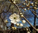 Prunus cerasifera. Часть ветки с бутонами и семилепестковым цветком. Москва, Новогиреево, промзона, ул. Кусковская, в культуре. 25.04.2014.