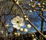 Prunus cerasifera