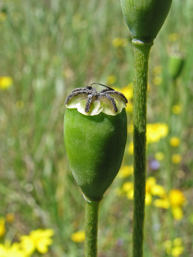 Image of Papaver stevenianum specimen.