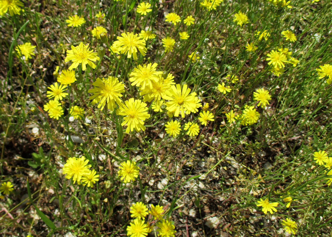 Изображение особи Crepis tectorum.