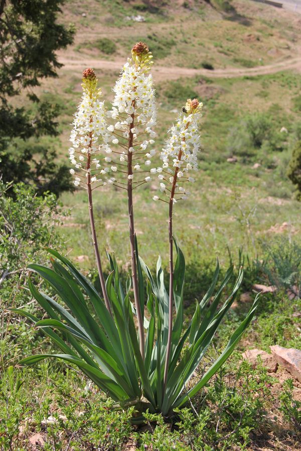 Изображение особи Eremurus lactiflorus.