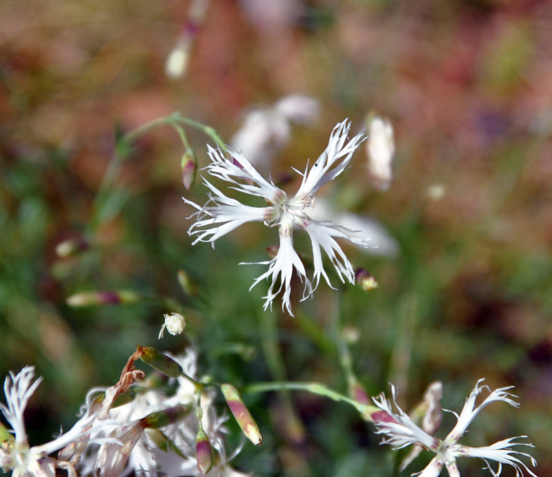 Изображение особи Dianthus arenarius.