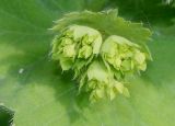 Alchemilla xanthochlora. Соцветие. Германия, г. Дюссельдорф, Ботанический сад университета. 02.06.2014.