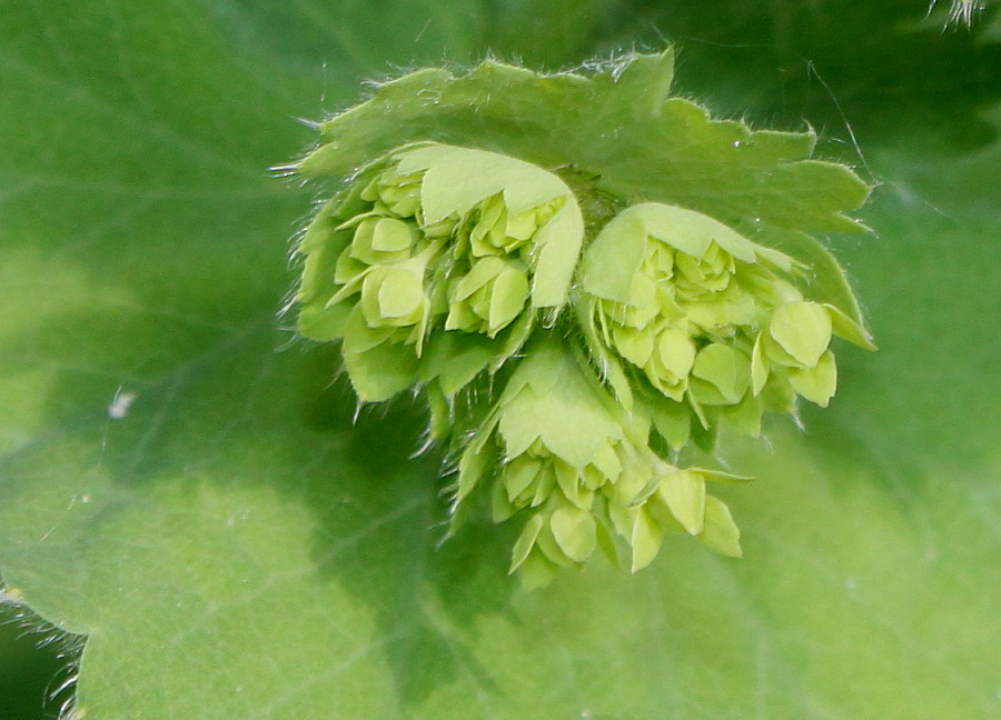 Изображение особи Alchemilla xanthochlora.