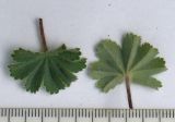 Alchemilla caucasica