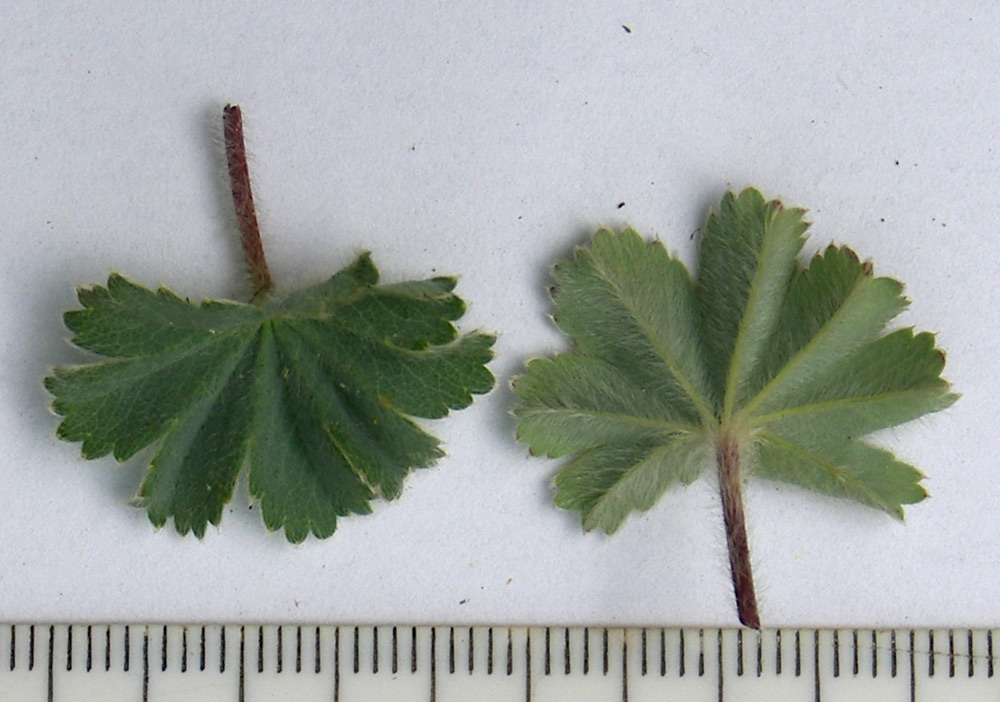Image of Alchemilla caucasica specimen.