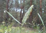 Agropyron dasyanthum. Верхушка цветущего растения. Украина, Днепропетровская обл., Петриковский р-н, окр. с. Шульговка, сосновые лесонасаждения на песчаных дюнах. 29.06.2014.