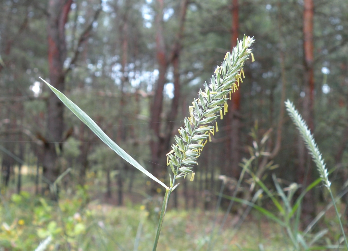 Изображение особи Agropyron dasyanthum.