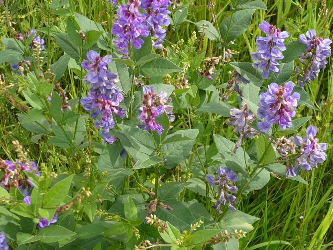 Изображение особи Vicia unijuga.
