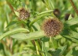 Centaurea carpatica