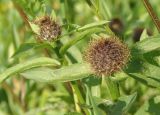 Centaurea carpatica. Верхушки побегов с нераскрывшимися соцветиями. Украина, Львовская обл., Дрогобычский р-н, г. Трускавец, Помярки, луг возле дороги на Трускавец. 10.06.2014.