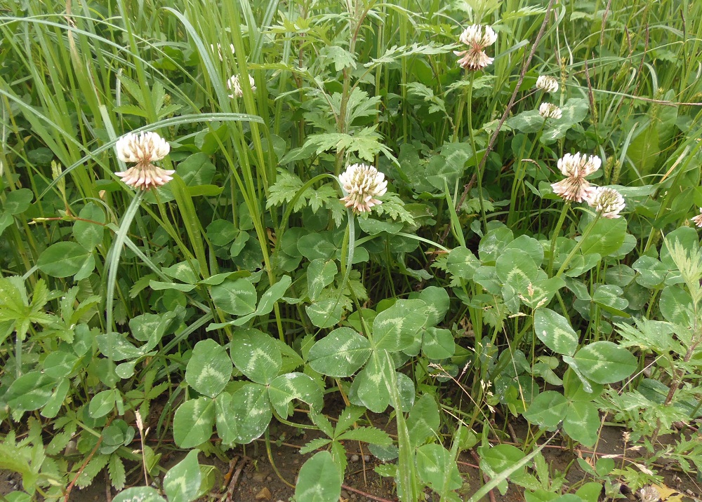 Image of Trifolium repens specimen.