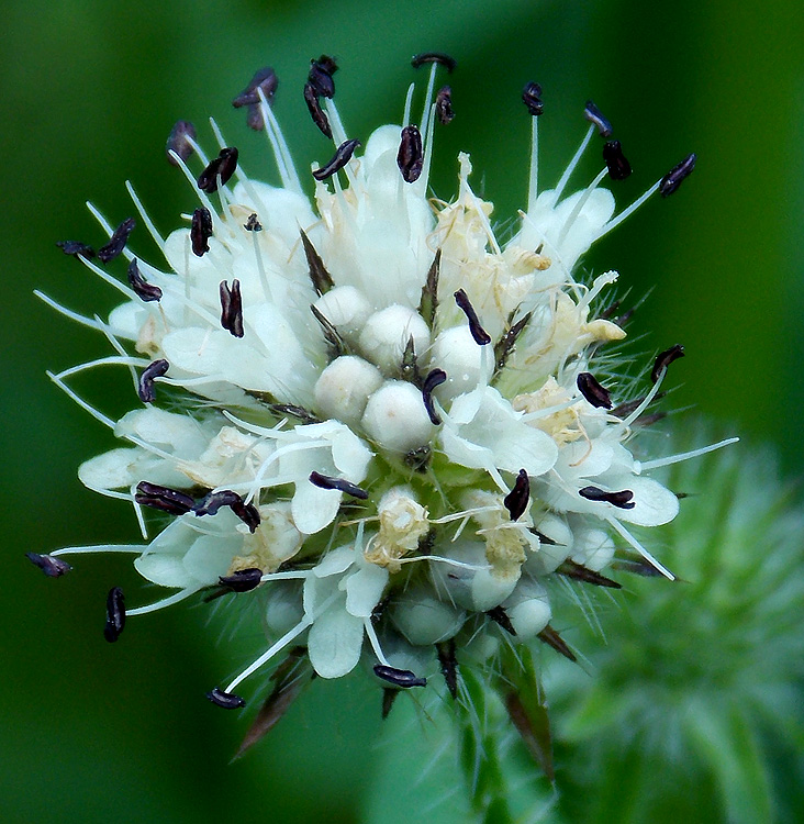 Image of Dipsacus pilosus specimen.