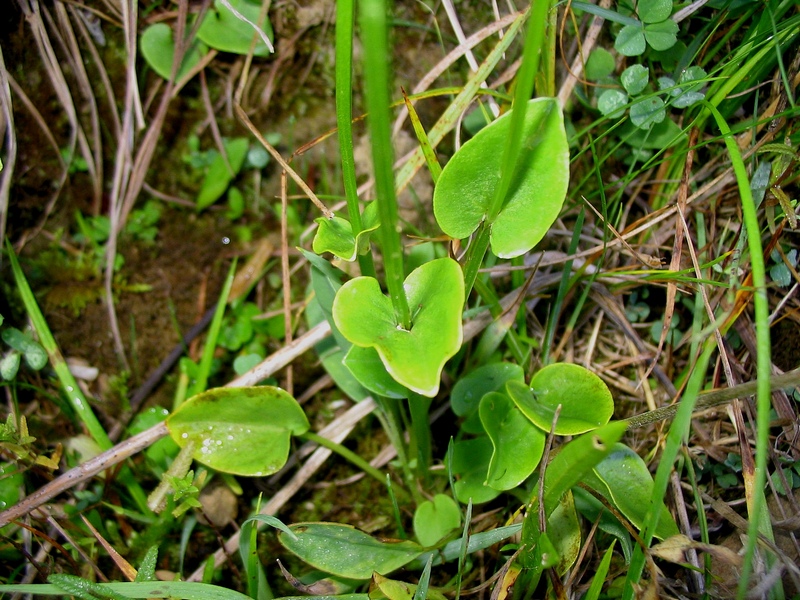 Изображение особи Parnassia palustris.