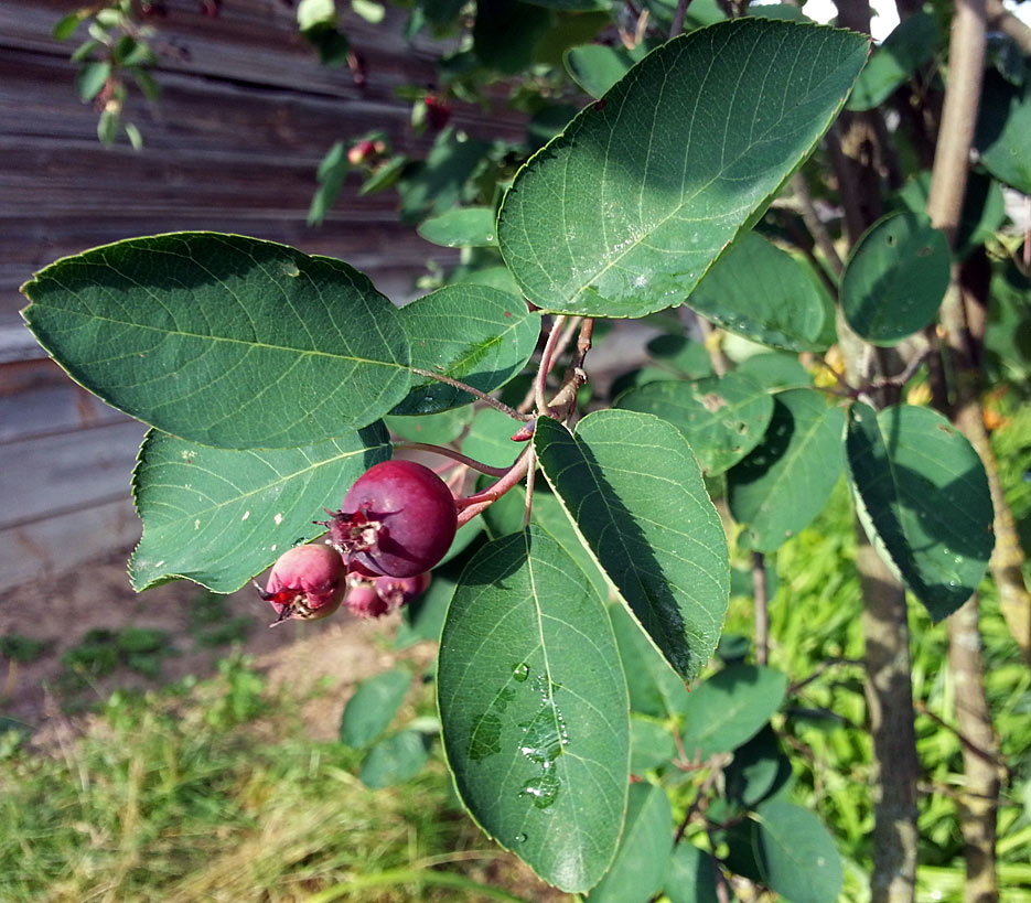 Image of Amelanchier spicata specimen.