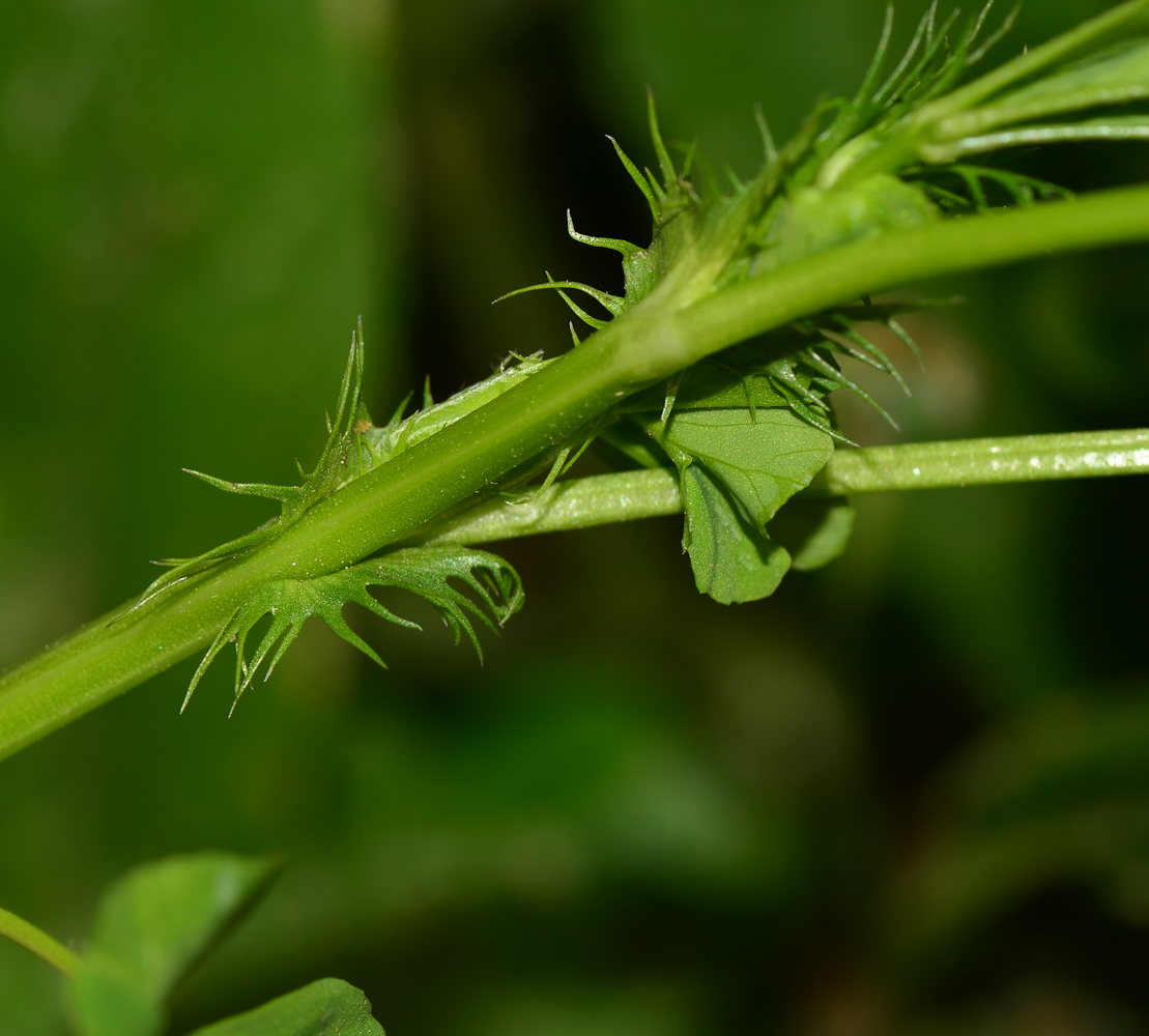 Изображение особи Medicago polymorpha.