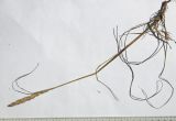 Koeleria albovii