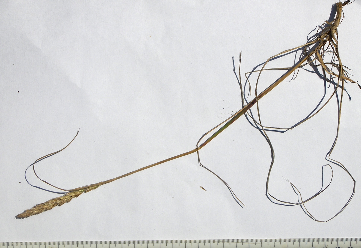 Image of Koeleria albovii specimen.