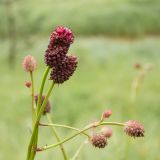 Sanguisorba officinalis