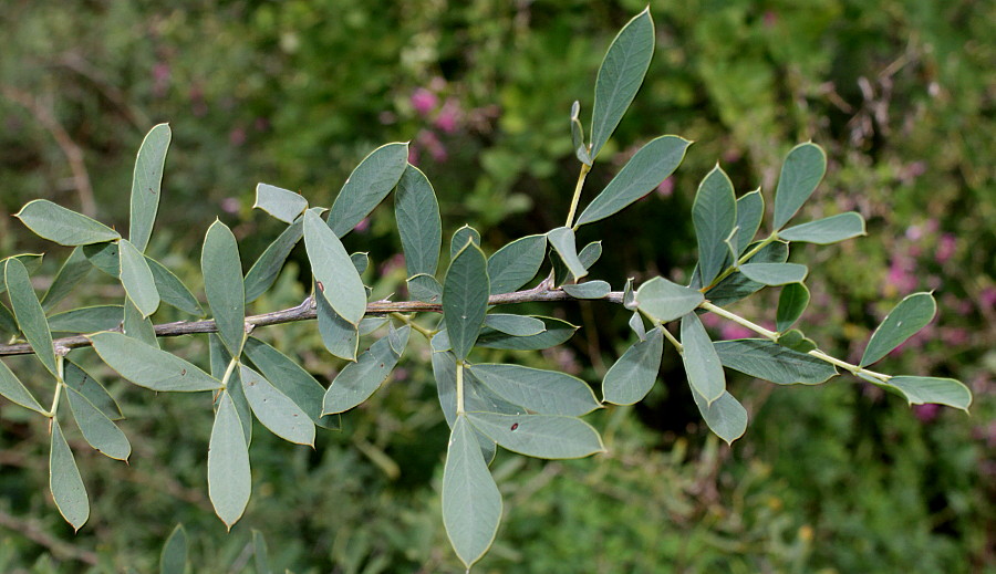 Изображение особи Halimodendron halodendron.