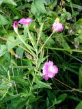 Epilobium hirsutum