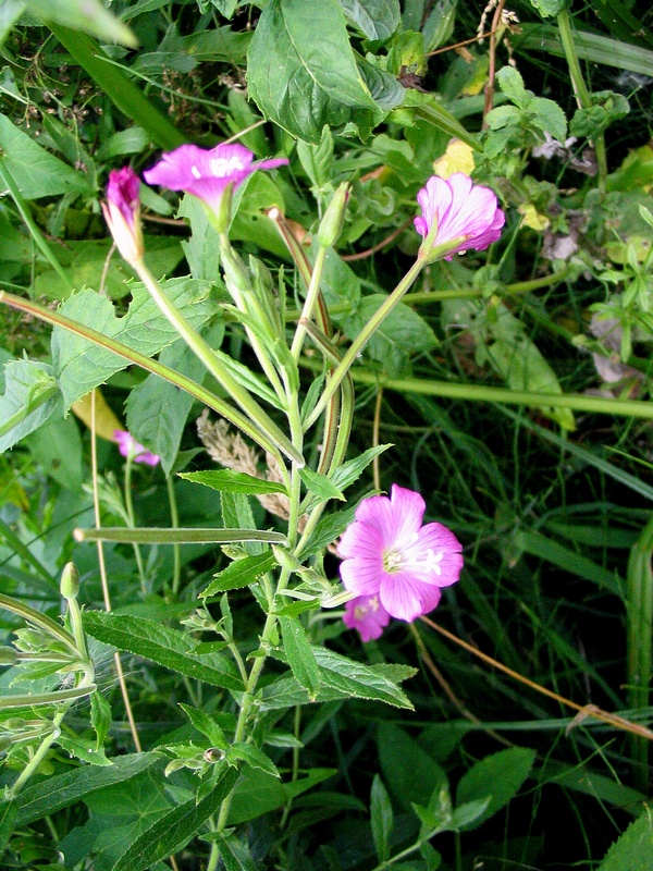 Image of Epilobium hirsutum specimen.