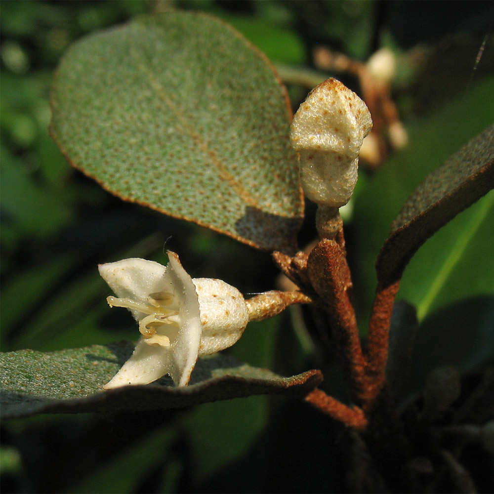 Image of Elaeagnus &times; submacrophylla specimen.