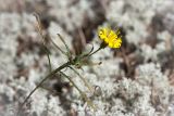 Hieracium filifolium. Верхушка цветущего растения. Ленинградская обл., Лужский р-н, окр. дер. Сяберо, беломошный сосновый бор. 07.09.2014.