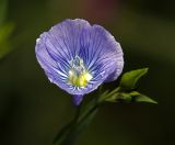 genus Linum. Цветок. Московская обл., Раменский р-н, окр. дер. Хрипань, садовый участок. 24.07.2014.