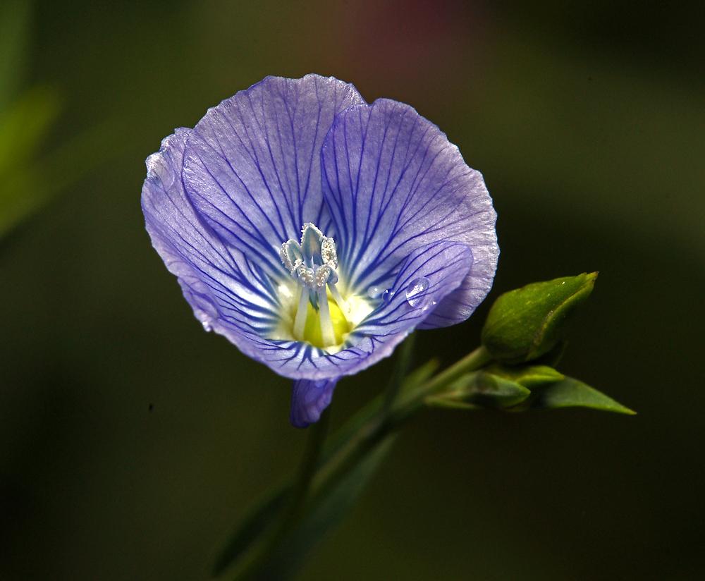 Изображение особи род Linum.