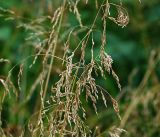 Deschampsia cespitosa. Часть соплодия. Московская обл., Раменский р-н, окр. ж.-д. платформы Хрипань, просека под ЛЭП. 26.07.2014.