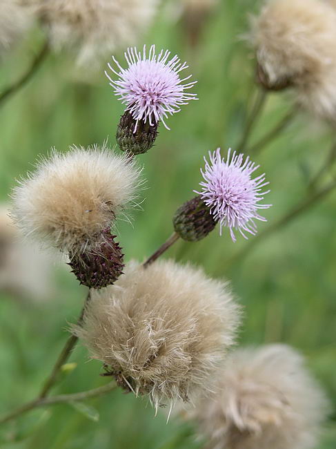 Изображение особи Cirsium arvense.