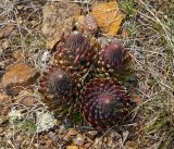 Orostachys spinosa