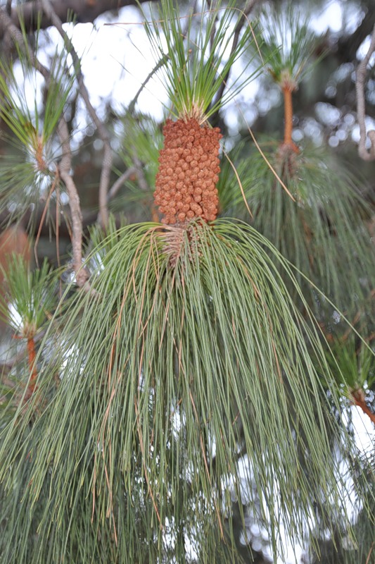 Изображение особи Pinus canariensis.