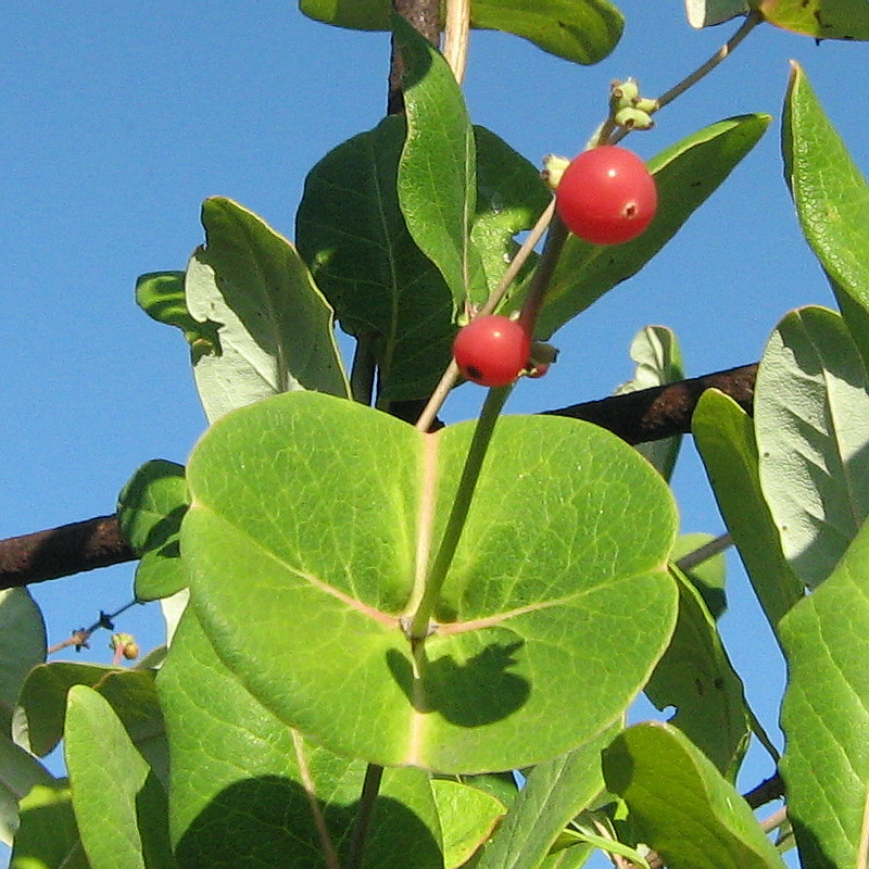 Image of Lonicera &times; brownii specimen.