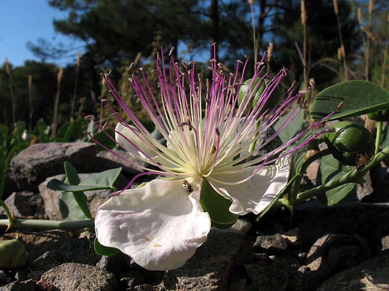 Image of Capparis sicula specimen.