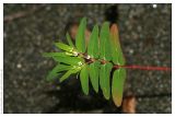 Euphorbia nutans. Побег с цветками. Республика Абхазия, г. Сухум, морской пляж. 18.08.2009.