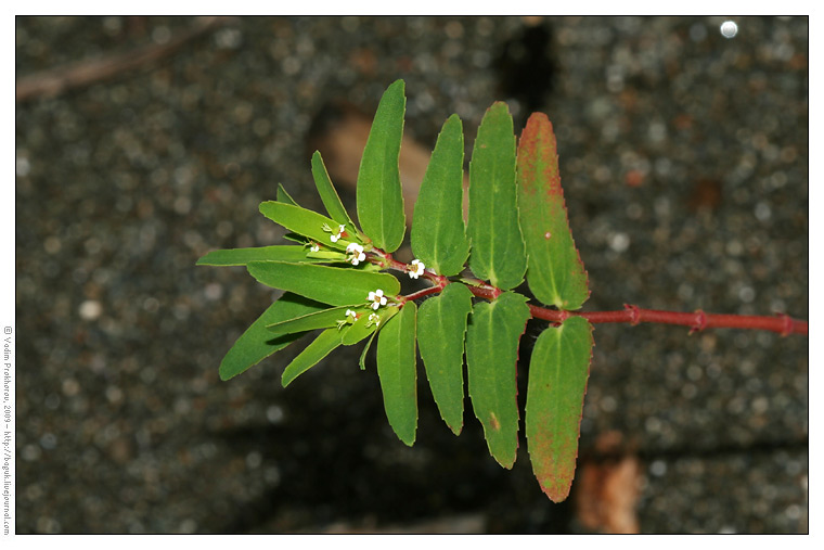 Изображение особи Euphorbia nutans.