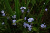 Myosotis chakassica