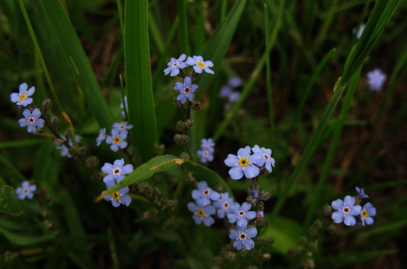 Image of Myosotis chakassica specimen.