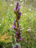 Gentianella amarella