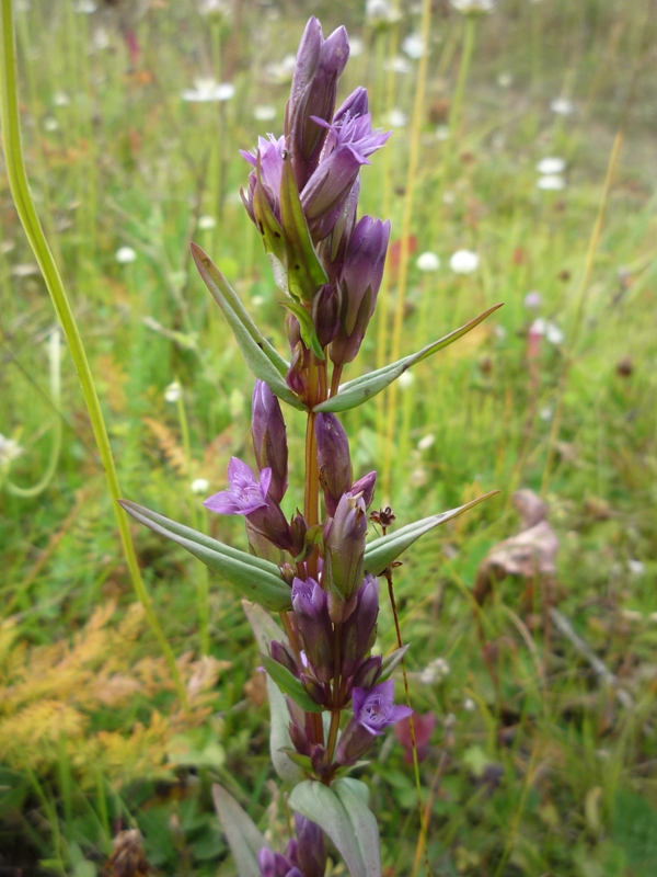 Image of Gentianella amarella specimen.