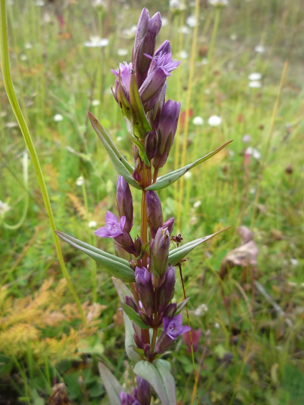 Изображение особи Gentianella amarella.