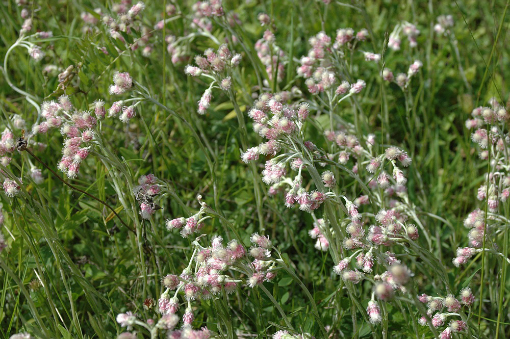 Изображение особи Antennaria dioica.