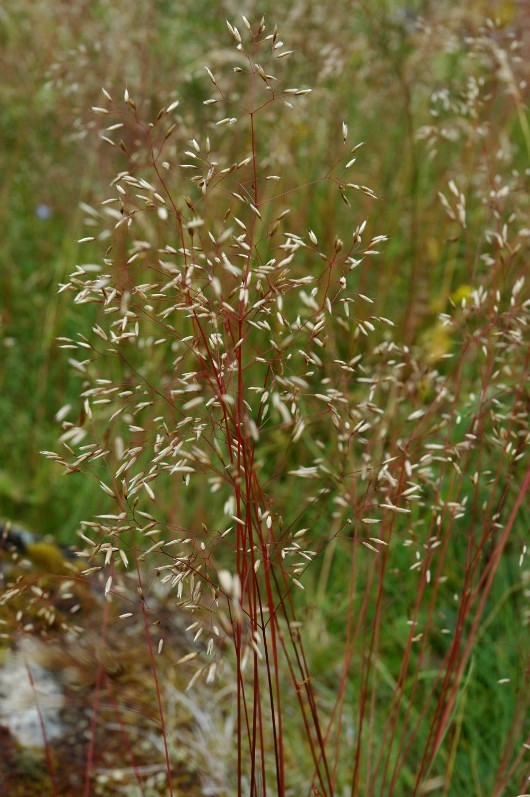 Image of Avenella flexuosa specimen.