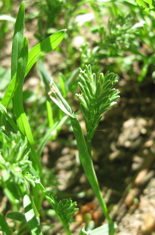 Изображение особи Sclerochloa dura.