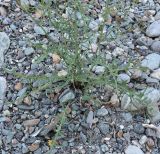 Youngia tenuifolia subspecies altaica. Нижняя часть растения с прикорневыми листьями. Алтай, щебнистая терраса в верхнем течении р. Катунь. 25.08.2009.